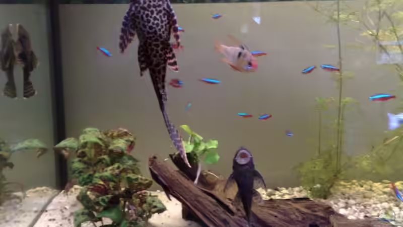 Antennenwelse im Aquarium halten (Einrichtungsbeispiele für Ancistrus spec.)