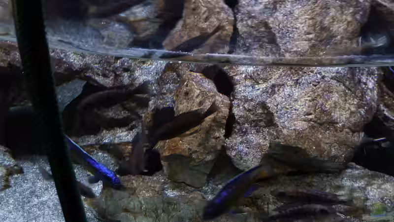 Der  Wasserwechsel macht uns sehr neugierig von DER YBBSTALER (18)