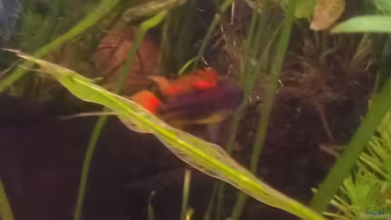 Der 1. war Rot, jetzt Orange von Tobi L. (40)