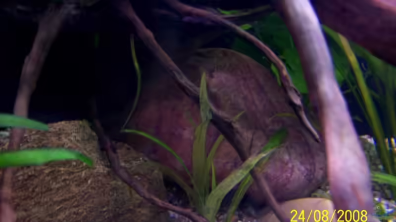 Der 1.von 2 Flußsteinen von Thomas Schmidt (16)