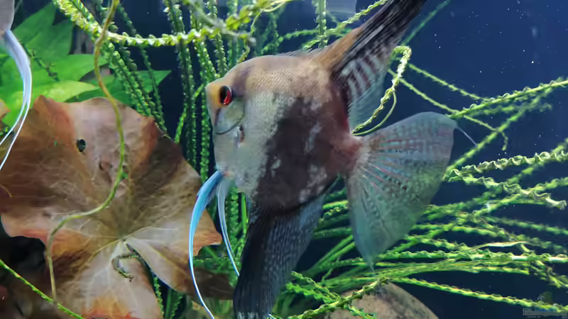 Der 2. Chef von Andi84 (8)