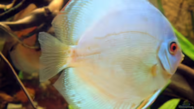 Der 2. Kobalt Blue von Thorsten Ikemann (13)