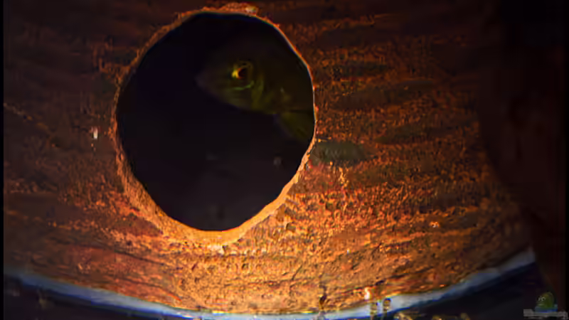 Der 2. Nachwuchs (frisch ins Zuchtbecken umgesetzt, Alter 1 Woche) von Tuduhi (13)