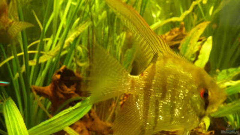 der 2. Skalar von Josef Braun (30)