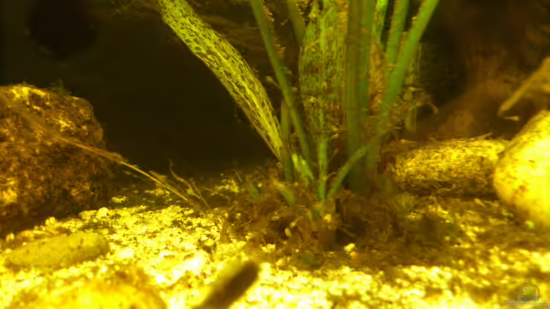 der 2. Wurf von Markus J. (37)