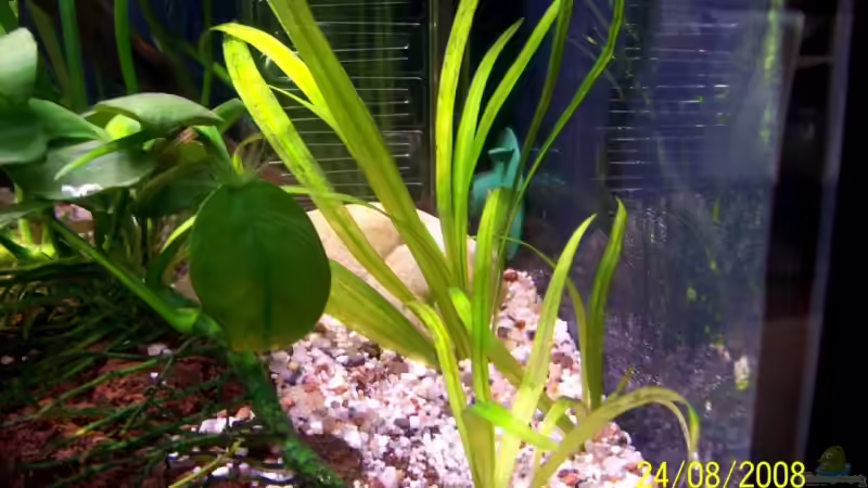 Der 2.Kieselstein von Thomas Schmidt (21)