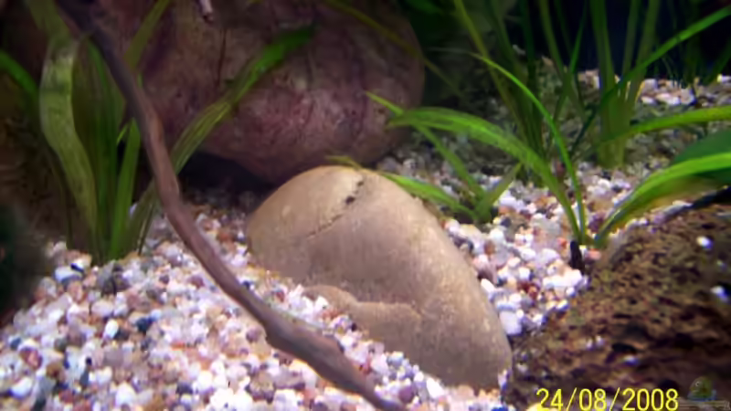 Der 2.Lavastein von Thomas Schmidt (19)