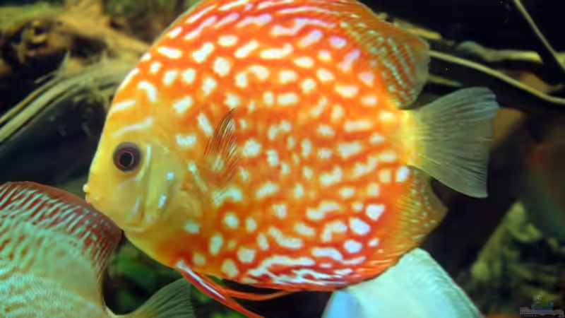 Der 2.Pigeon Blood Blue von Thorsten Ikemann (12)