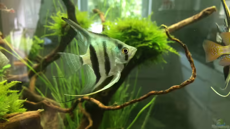 Der 2 skalar von Der_Renner (10)