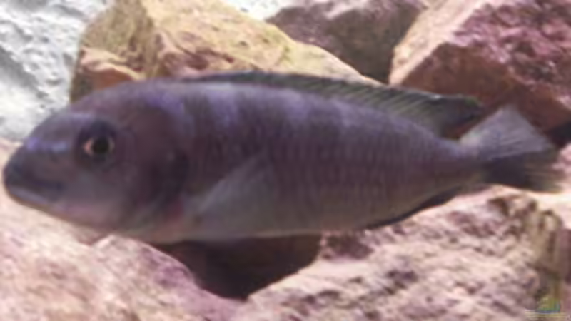 der 2te Chef im Becken von Fibs (2)