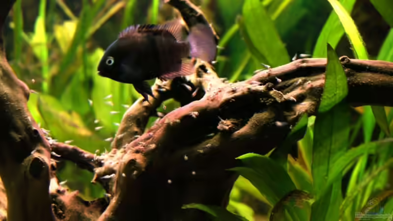 Einrichtungsbeispiele für Amatitlania sajica (Sajica-Buntbarsch)