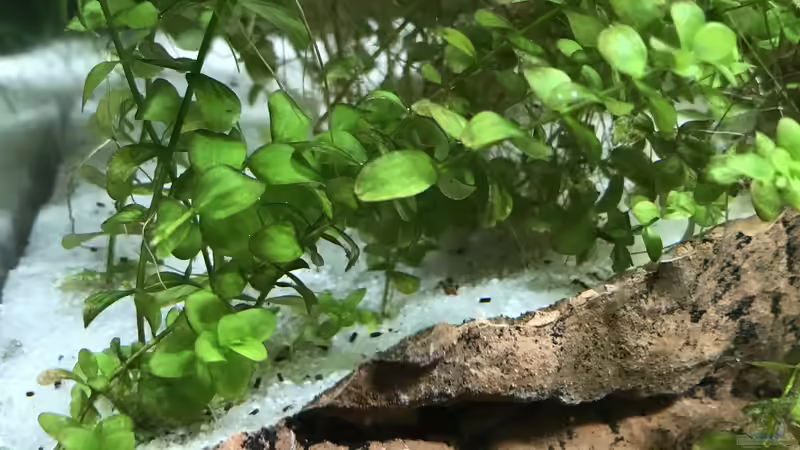 Der Absatz aus einem Stück Rückwand  von Bessey (7)