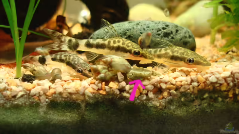 Der absolute Burner: Hikari Mini Algae Wafers von Aquilegia (11)