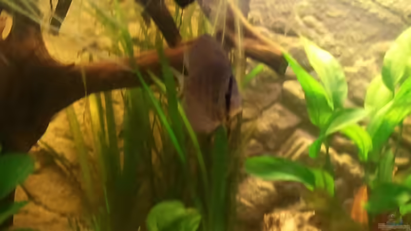 Der ´adoptierte´ Diskus von Steven Tumma (52)