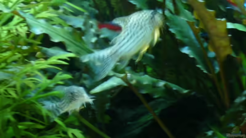 der älteste macht mit den jüngsten n Ausflug ,-) von Nico (52)