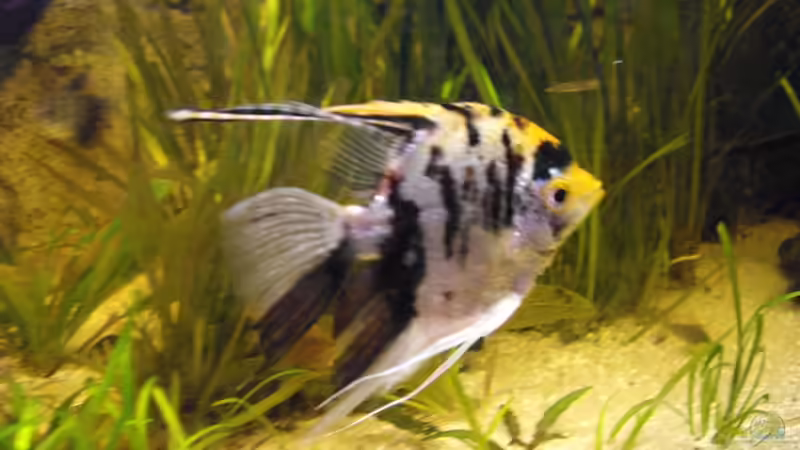 Der älteste Skalar, ca. 7 Jahre, verwitwet von Yvonne Storms (19)