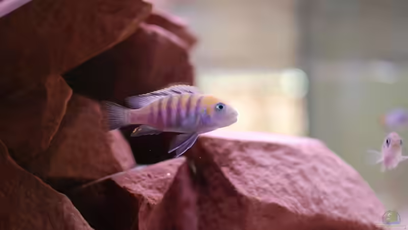 Der Afra Cobue Bock bekennt langsam Farbe von Tobi787 (12)