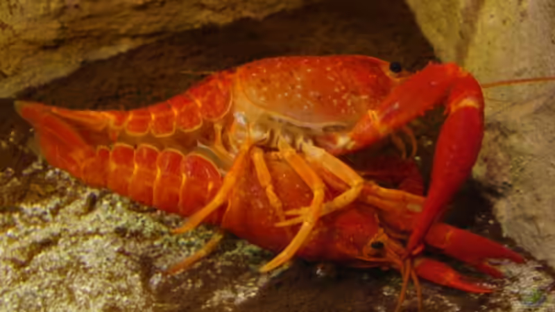 Der Akt II, diesmal sehr schön zum Beobachten von manzanarez (28)