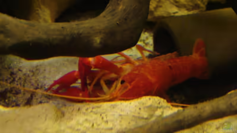 Der Akt (leider in einer verwinkelten Ecke) von manzanarez (27)