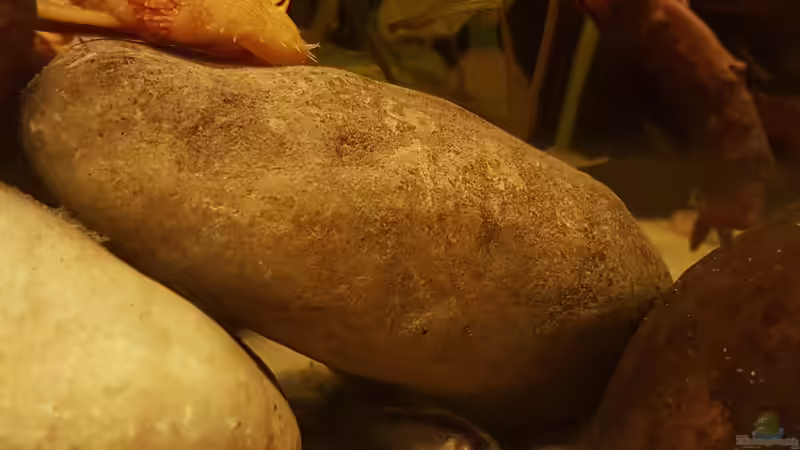 Der Albino Antennenwels ist zwar der grösste der Dreien, hat aber die kleinsten von southheart (26)