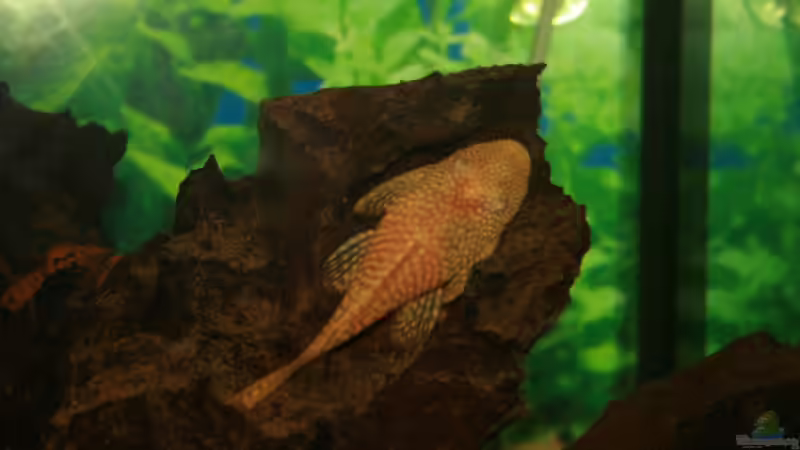 Der Albino ist leider eingegangen, schade von Hollyday (16)