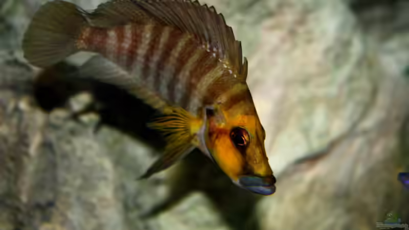 Der Alphabock von Koehler (51)