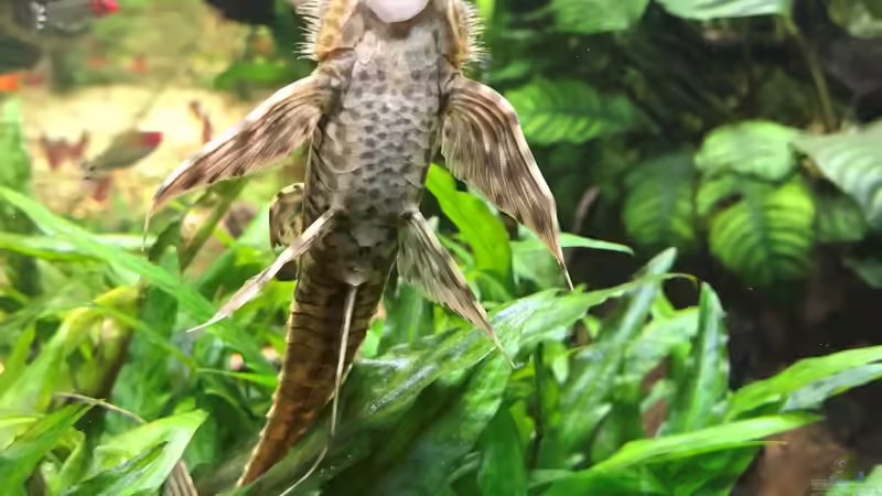 der alte Bock von Der Nicky (91)