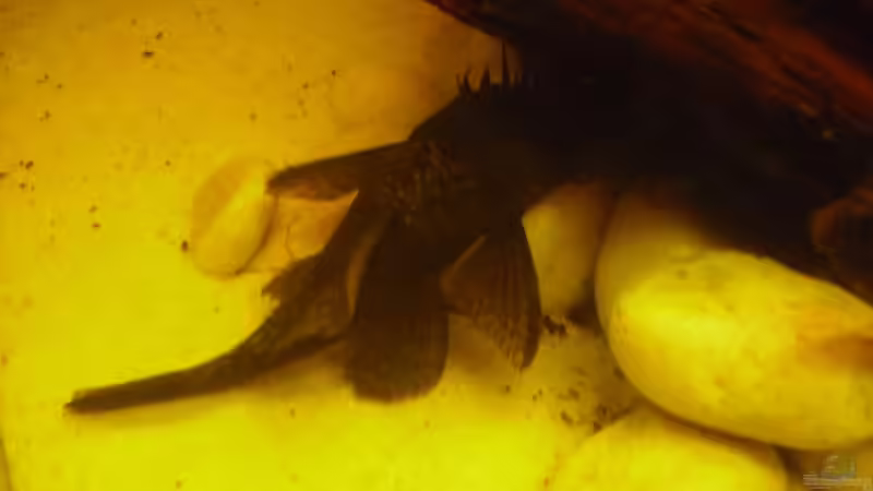 Der Alte in seiner ganzen Länge. von nemo0109 (52)