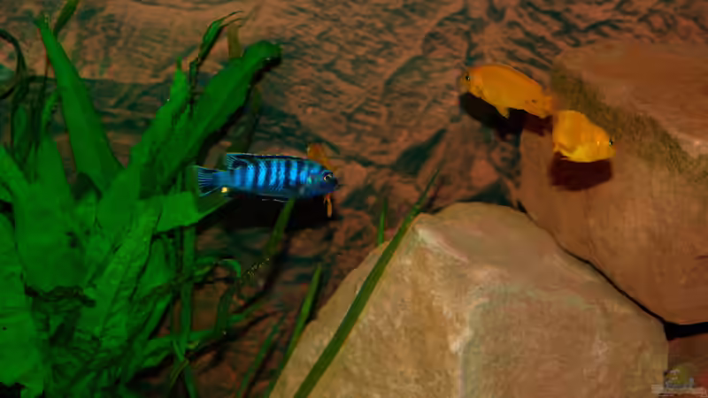 Der alte Schwerenöter von Duder Malawikus (22)