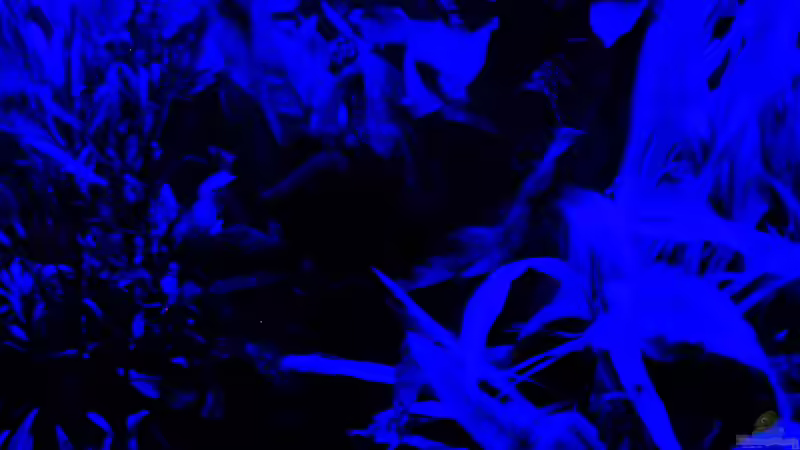 Der Amazonas träumt im Mondlicht von Reiner Dr. Med. Jesse (5)