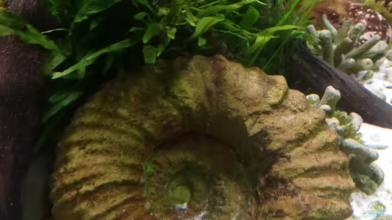 Der Ammonit!  von Bermuda 3eck (29)