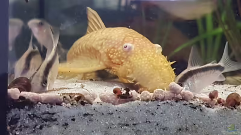 Der Ancistrus ist fast zehnmal so gross wie die Arcuatus. Doch auch beim Futtern von southheart (39)