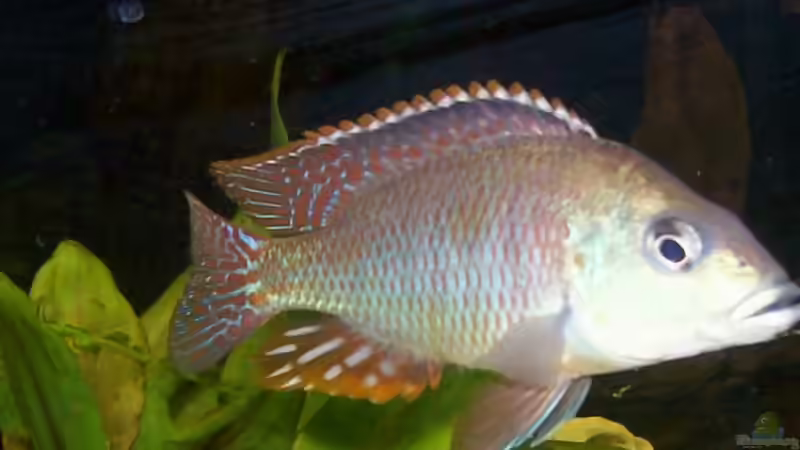 Der andere Bock knapp 13cm tetrastigma von Kay Bumann (13)