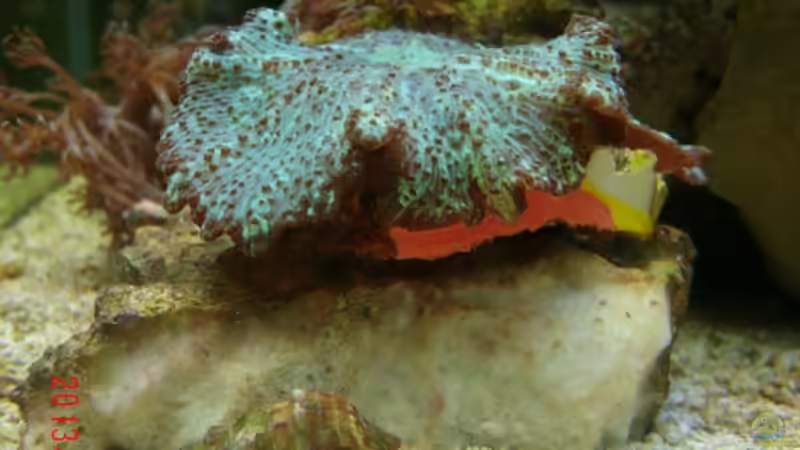 Der andere Einsiedler von Jademeister (20)