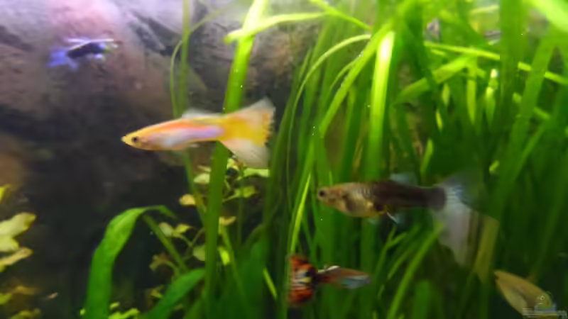 Der andere neue im Becken von mimi211080 (12)