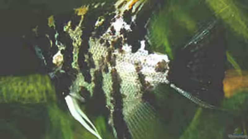 der andere so von Andreas Kurz (11)