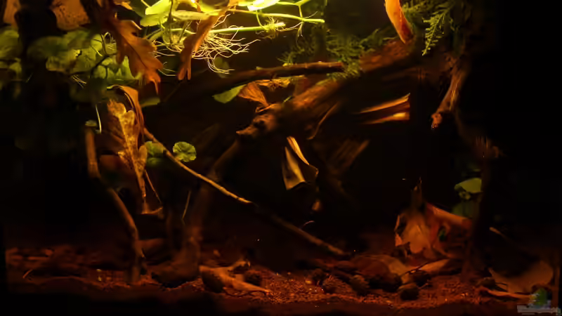 der Anfang... von die Perle... (2)