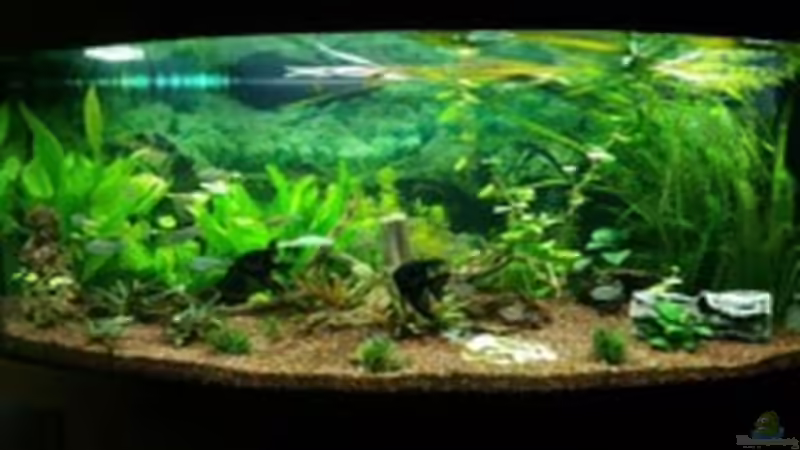 Der Anfang  von Bea (2)