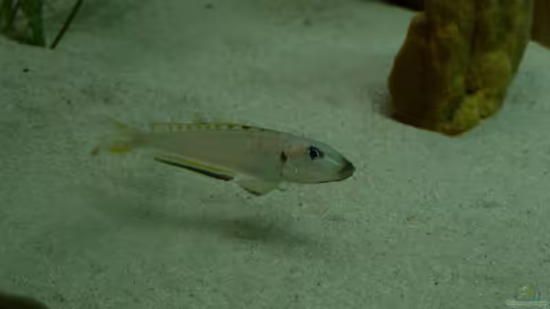 Der Anfang  von Delta (1)