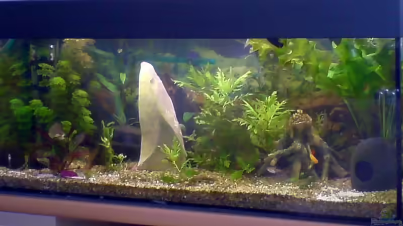 Der Anfang 2 von Achim Dengler (4)