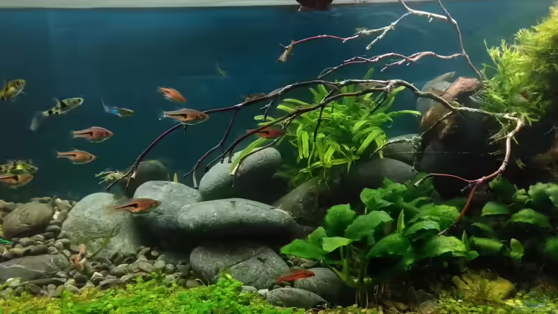 der Anfang des neuen Layouts im Aug. 2017 von Grünhexe (53)