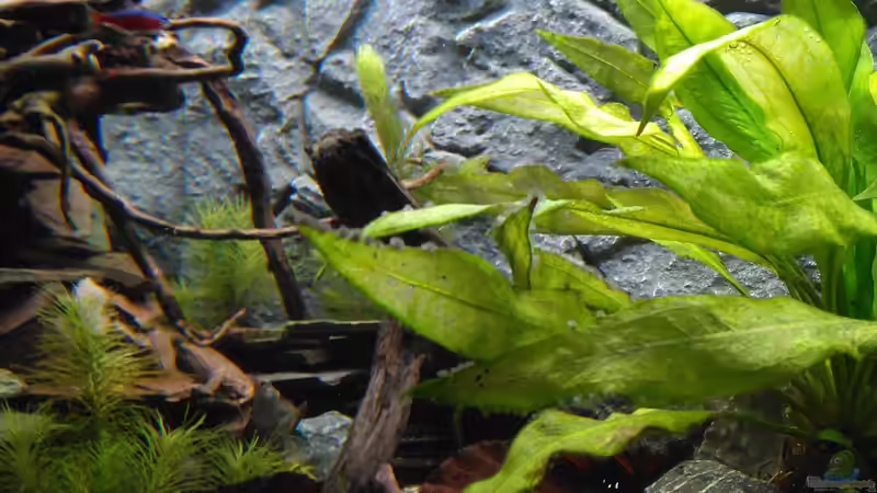 Der Anfang des Schiefergebirges. von AdrianSoS (31)