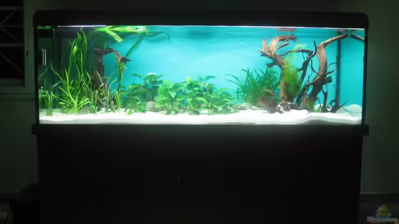 Der Anfang im März 2010 von Korbi (3)