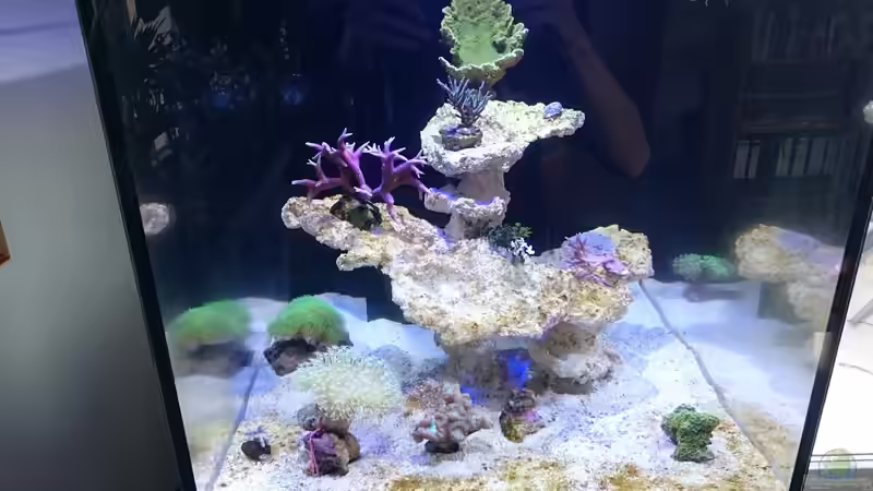 Der Anfang nach etwa einer Woche von Nano Jojo (4)