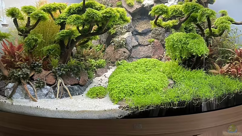 Der Anfang noch ohne Fische von Mauri Cangini (2)