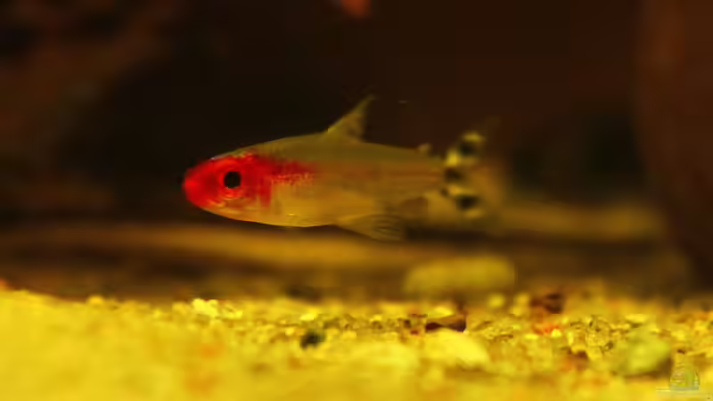 Der Anfang Rot am Ende Zebra, der Rotkopfsalmler !