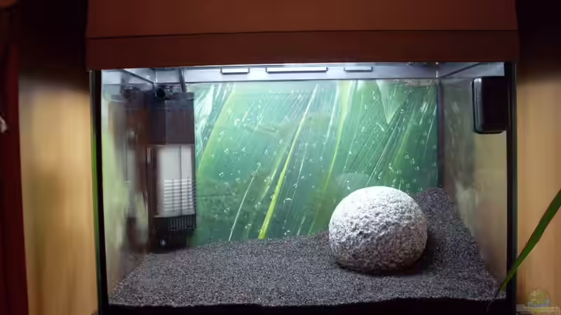 Der Anfang von Brausefisch (2)