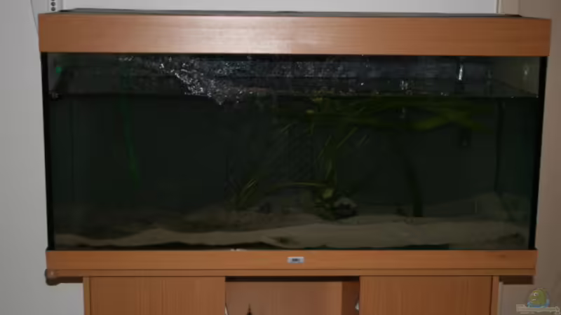 Der Anfang von DanielaP (2)