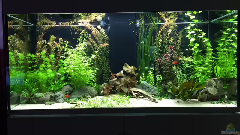 Der Anfang von Sascha H. (12)