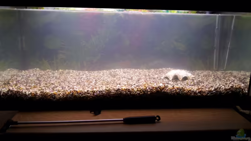 Der Anfang von Snawatz (2)